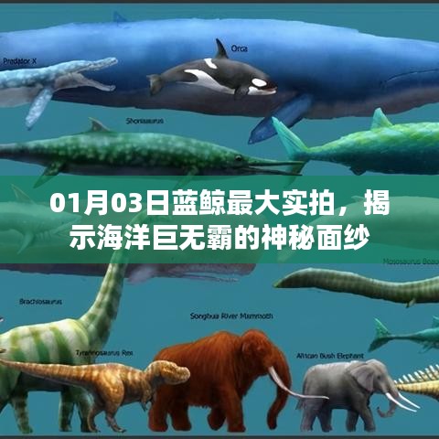 蓝鲸神秘面纱揭秘，实拍最大海洋巨兽