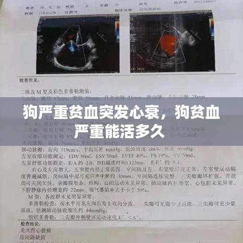 狗严重贫血突发心衰，狗贫血严重能活多久 