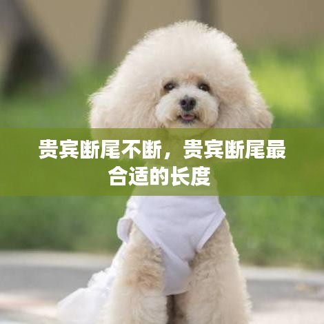 贵宾断尾不断，贵宾断尾最合适的长度 