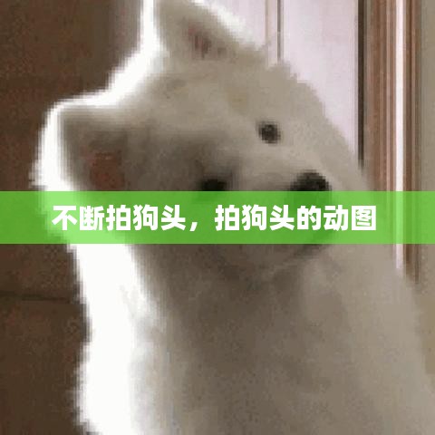 不断拍狗头，拍狗头的动图 