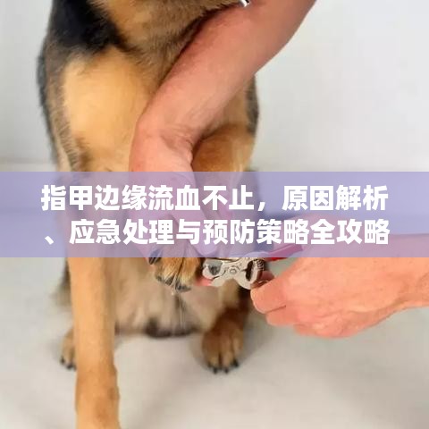 指甲边缘流血不止，原因解析、应急处理与预防策略全攻略