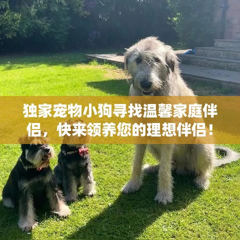 独家宠物小狗寻找温馨家庭伴侣，快来领养您的理想伴侣！