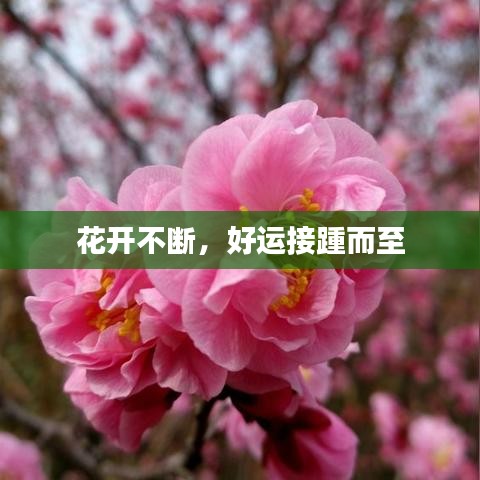 花开不断，好运接踵而至
