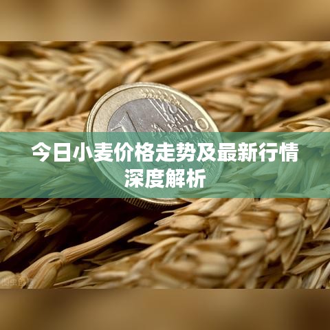 今日小麦价格走势及最新行情深度解析