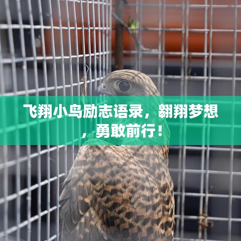 飞翔小鸟励志语录，翱翔梦想，勇敢前行！