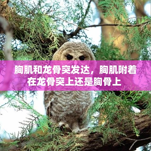 胸肌和龙骨突发达，胸肌附着在龙骨突上还是胸骨上 