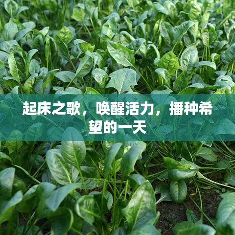 起床之歌，唤醒活力，播种希望的一天