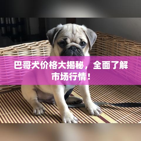 巴哥犬价格大揭秘，全面了解市场行情！