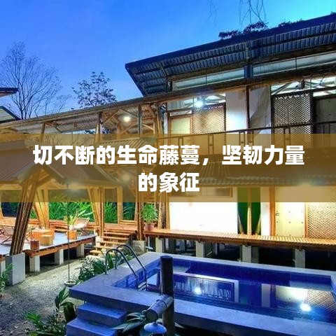 去就之分 第5页