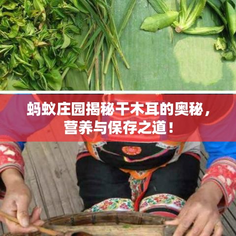 蚂蚁庄园揭秘干木耳的奥秘，营养与保存之道！
