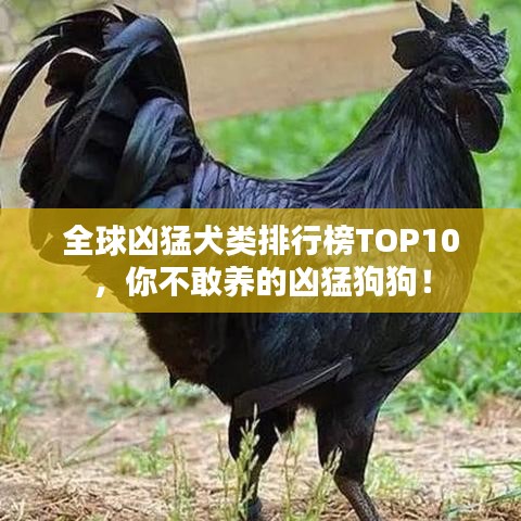 全球凶猛犬类排行榜TOP10，你不敢养的凶猛狗狗！