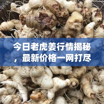 今日老虎姜行情揭秘，最新价格一网打尽！