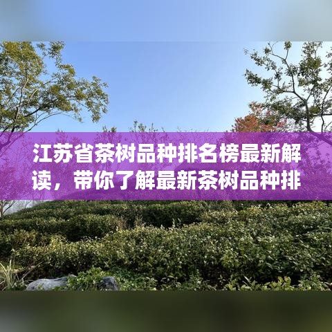 江苏省茶树品种排名榜最新解读，带你了解最新茶树品种排名资讯！