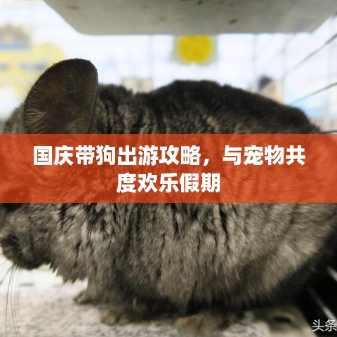 国庆带狗出游攻略，与宠物共度欢乐假期