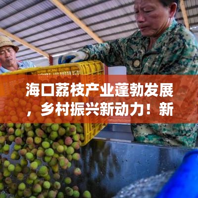 海口荔枝产业蓬勃发展，乡村振兴新动力！新闻头条速递