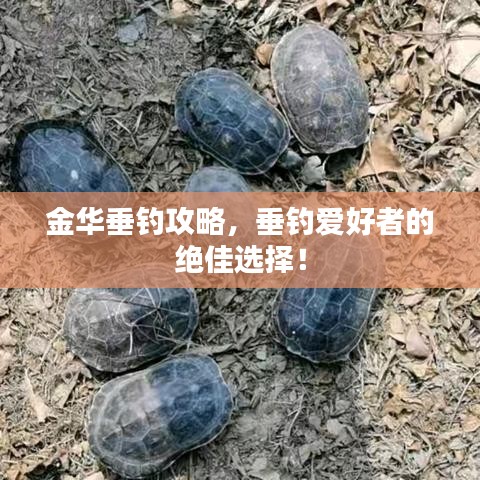 金华垂钓攻略，垂钓爱好者的绝佳选择！