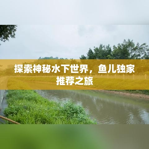 探索神秘水下世界，鱼儿独家推荐之旅