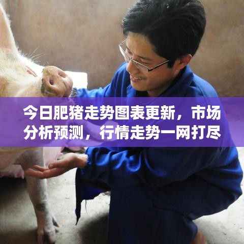 今日肥猪走势图表更新，市场分析预测，行情走势一网打尽！