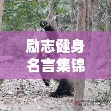 励志健身名言集锦，激发无尽动力，迈向健康人生！