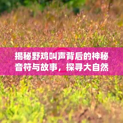 揭秘野鸡叫声背后的神秘音符与故事，探寻大自然的奥秘