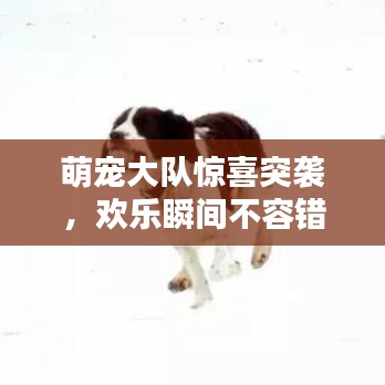 萌宠大队惊喜突袭，欢乐瞬间不容错过！