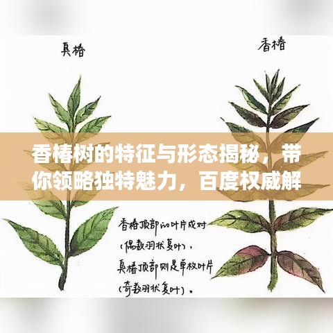 香椿树的特征与形态揭秘，带你领略独特魅力，百度权威解读！