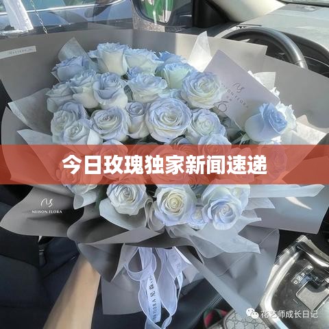 今日玫瑰独家新闻速递