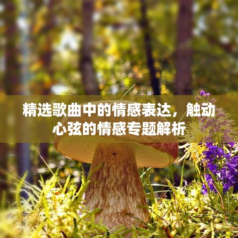精选歌曲中的情感表达，触动心弦的情感专题解析