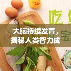 大脑持续发育，揭秘人类智力成长的奥秘