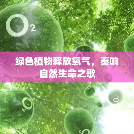 绿色植物释放氧气，奏响自然生命之歌