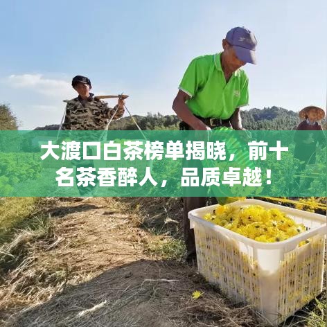大渡口白茶榜单揭晓，前十名茶香醉人，品质卓越！