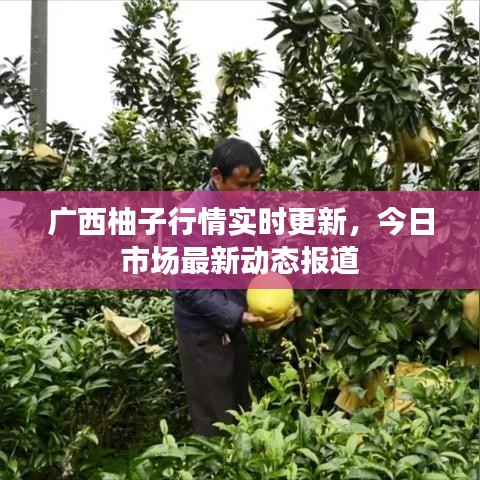 广西柚子行情实时更新，今日市场最新动态报道