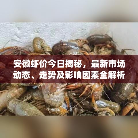 安徽虾价今日揭秘，最新市场动态、走势及影响因素全解析