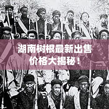 湖南树根最新出售价格大揭秘！