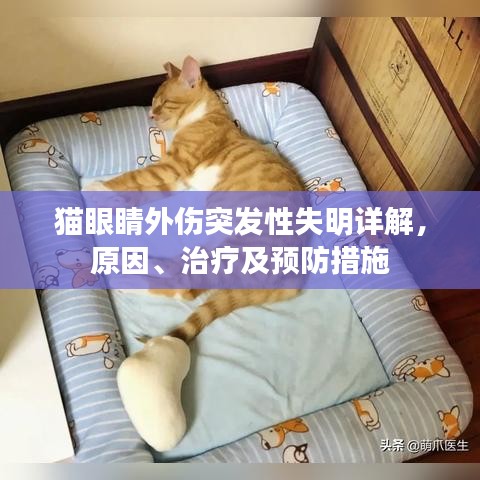 猫眼睛外伤突发性失明详解，原因、治疗及预防措施
