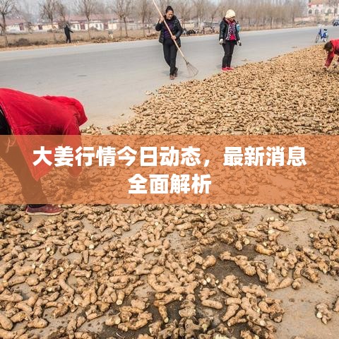 大姜行情今日动态，最新消息全面解析