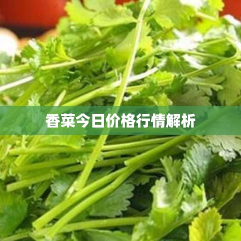 香菜今日价格行情解析