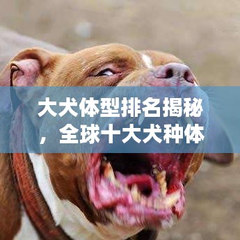 大犬体型排名揭秘，全球十大犬种体型榜单