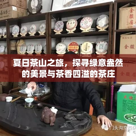 夏日茶山之旅，探寻绿意盎然的美景与茶香四溢的茶庄