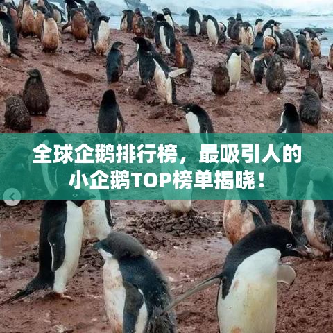 全球企鹅排行榜，最吸引人的小企鹅TOP榜单揭晓！