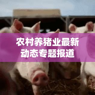 农村养猪业最新动态专题报道