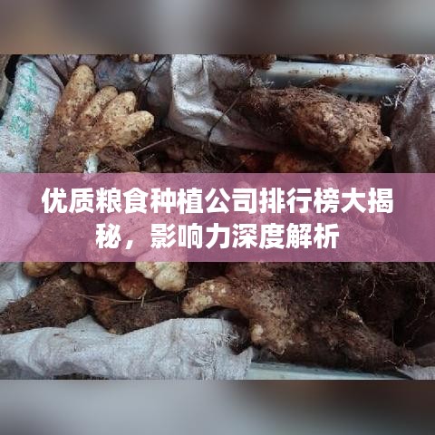 优质粮食种植公司排行榜大揭秘，影响力深度解析