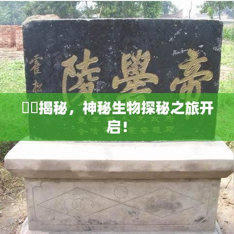 赑屃揭秘，神秘生物探秘之旅开启！