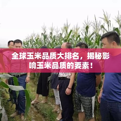 全球玉米品质大排名，揭秘影响玉米品质的要素！
