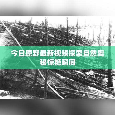 今日原野最新视频探索自然奥秘惊艳瞬间