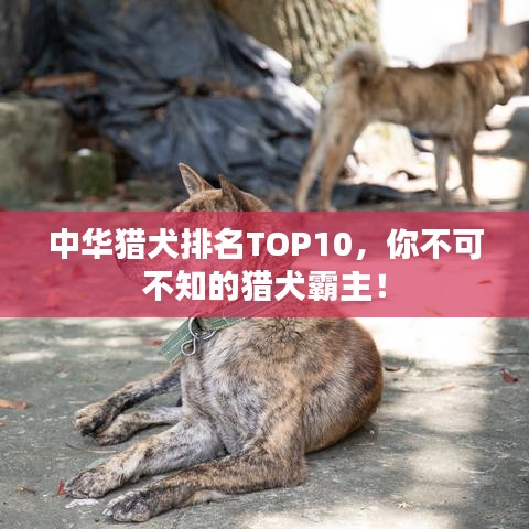 中华猎犬排名TOP10，你不可不知的猎犬霸主！