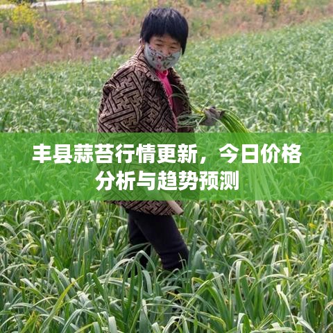 丰县蒜苔行情更新，今日价格分析与趋势预测