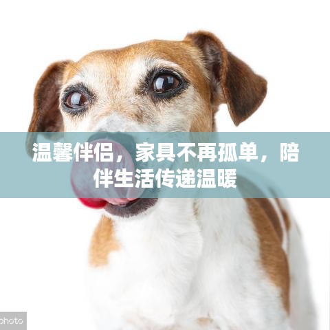 温馨伴侣，家具不再孤单，陪伴生活传递温暖