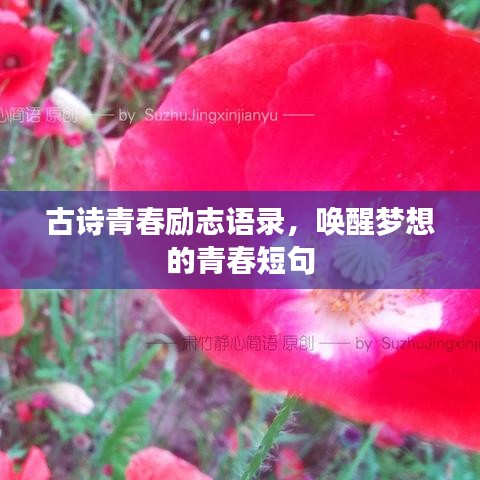 古诗青春励志语录，唤醒梦想的青春短句