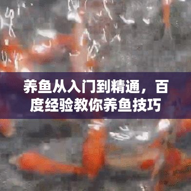 养鱼从入门到精通，百度经验教你养鱼技巧